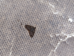 Larentiinae