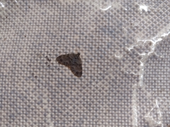 Larentiinae