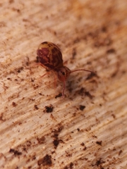 Dicyrtomina ornata