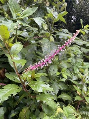 Phytolacca