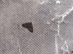 Larentiinae