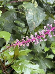 Phytolacca