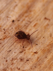 Dicyrtomina ornata