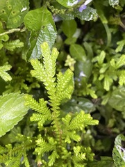 Selaginella