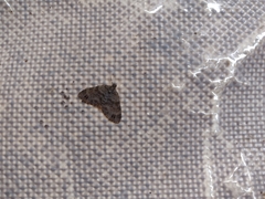 Larentiinae