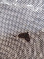 Larentiinae