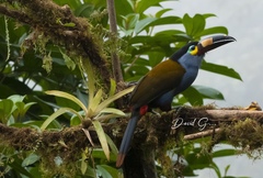 Andigena laminirostris