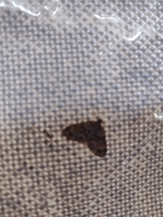 Larentiinae
