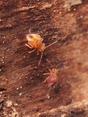 Dicyrtomina ornata