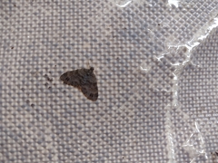 Larentiinae