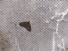 Larentiinae
