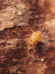 Dicyrtomina ornata
