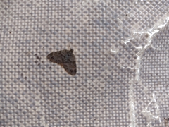Larentiinae