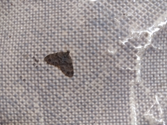 Larentiinae