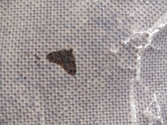 Larentiinae