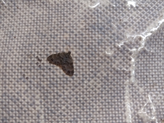 Larentiinae