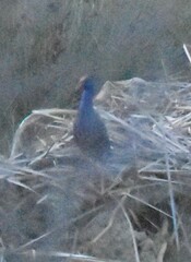 Porphyrio porphyrio