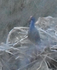Porphyrio porphyrio