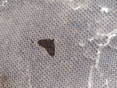 Larentiinae