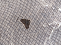 Larentiinae