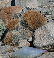 Euphorbia jaegeri