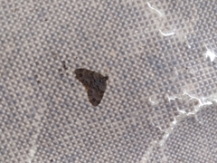 Larentiinae
