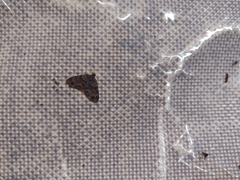 Larentiinae