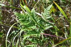 Pteridium latiusculum japonicum