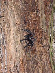 Lampropelma carpenteri