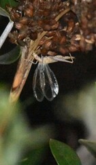Oecanthus dulcisonans