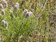 Paranomus abrotanifolius