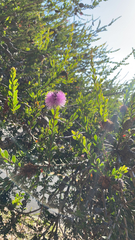 Melaleuca nesophila