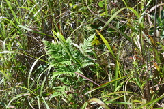Pteridium latiusculum japonicum