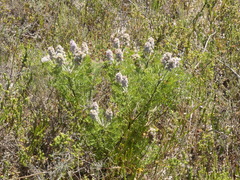 Paranomus abrotanifolius