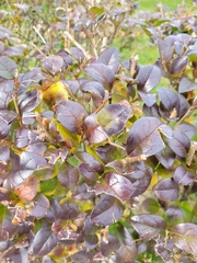 Ligustrum ovalifolium