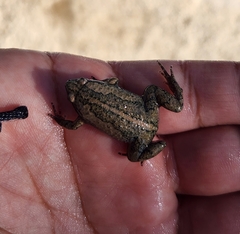 Gastrophryne elegans