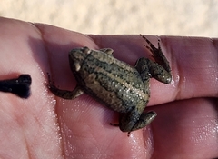 Gastrophryne elegans