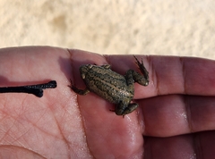 Gastrophryne elegans