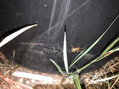 Dysdera crocata