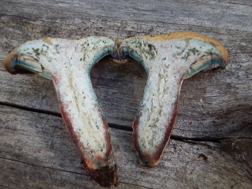 Red-bleeding Milk Cap