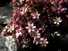 Sedum dasyphyllum