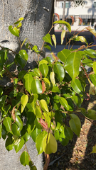 Ficus benjamina