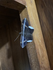 Hemeroblemma mexicana