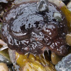 Pleurobranchaea maculata