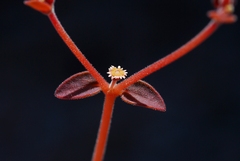 Euphorbia jaegeri