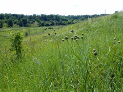 Centaurea scabiosa apiculata