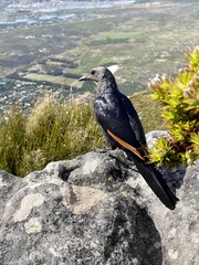 Onychognathus morio morio