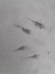 Junco hyemalis