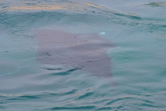 Mobula birostris