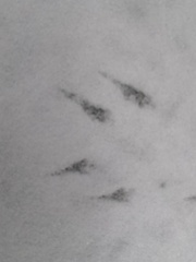 Junco hyemalis